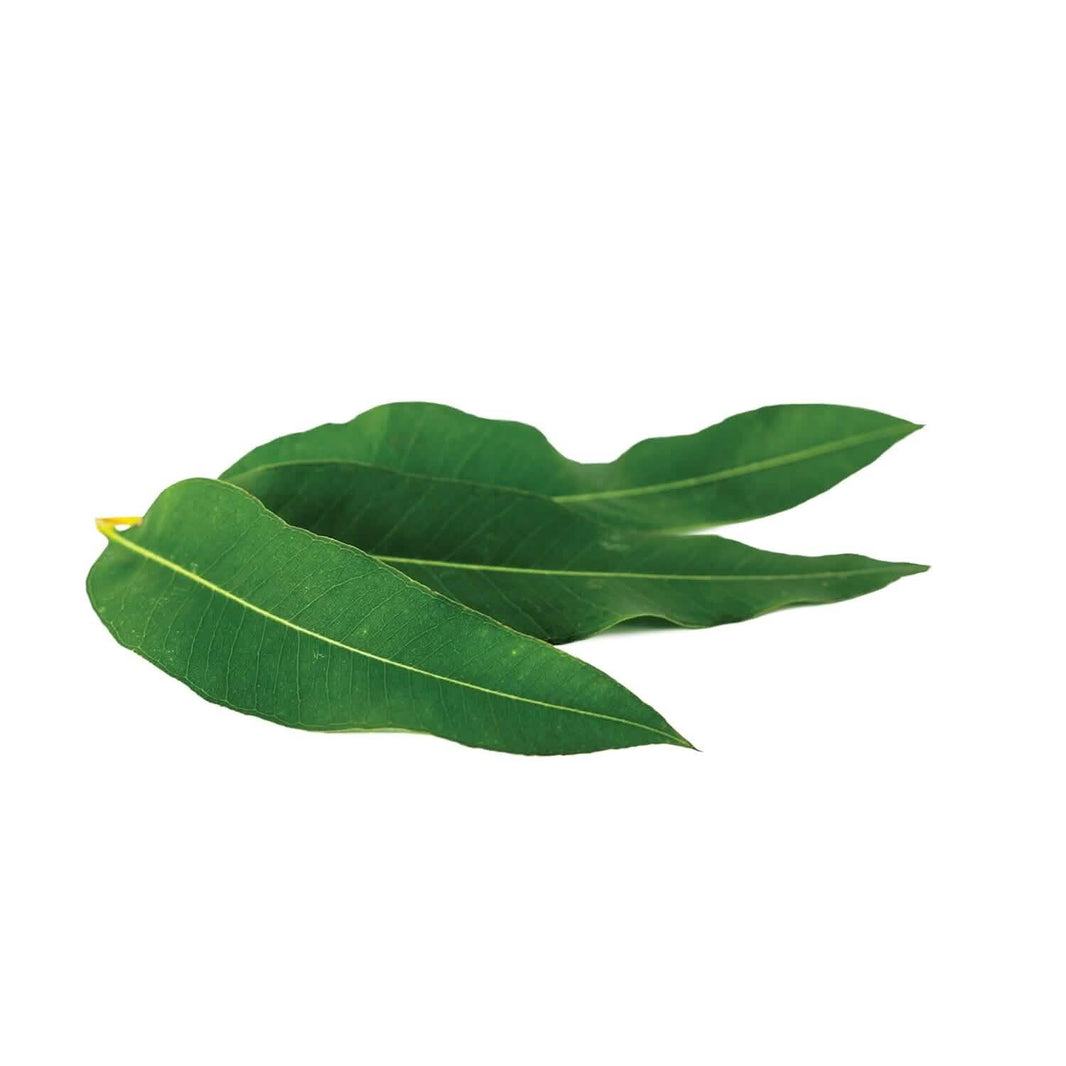 2-Pack: L'Oréal Paris Skincare Pure-Clay Face Mask with Eucalyptus for Oily and Shiny Skin to Purify and Matify-2-Pack: L'Oréal Paris Skincare Pure-Clay Face Mask with Eucalyptus for Oily and Shiny Skin to Purify and Matify