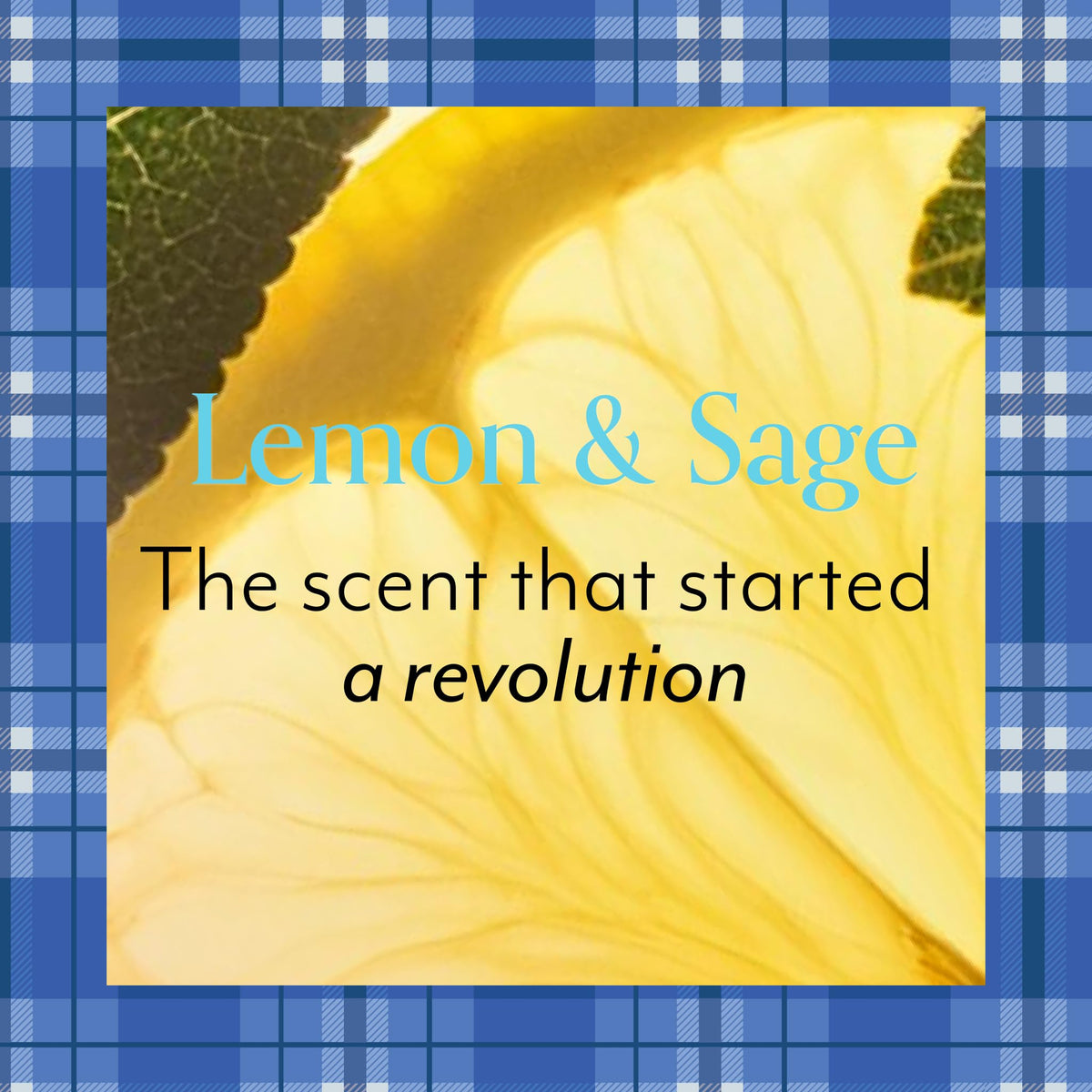Bliss Lemon and Sage Body Butter - Iconic Scent with Shea Butter and Coconut Oil for Long-Lasting Maximum Moisture - Body Lotion for Smooth, Soft Skin - Vegan and Cruelty-Free - 6.7 Fl Oz-Bliss Lemon and Sage Body Butter - Iconic Scent with Shea Butter and Coconut Oil for Long-Lasting Maximum Moisture - Body Lotion for Smooth, Soft Skin - Vegan and Cruelty-Free - 6.7 Fl Oz