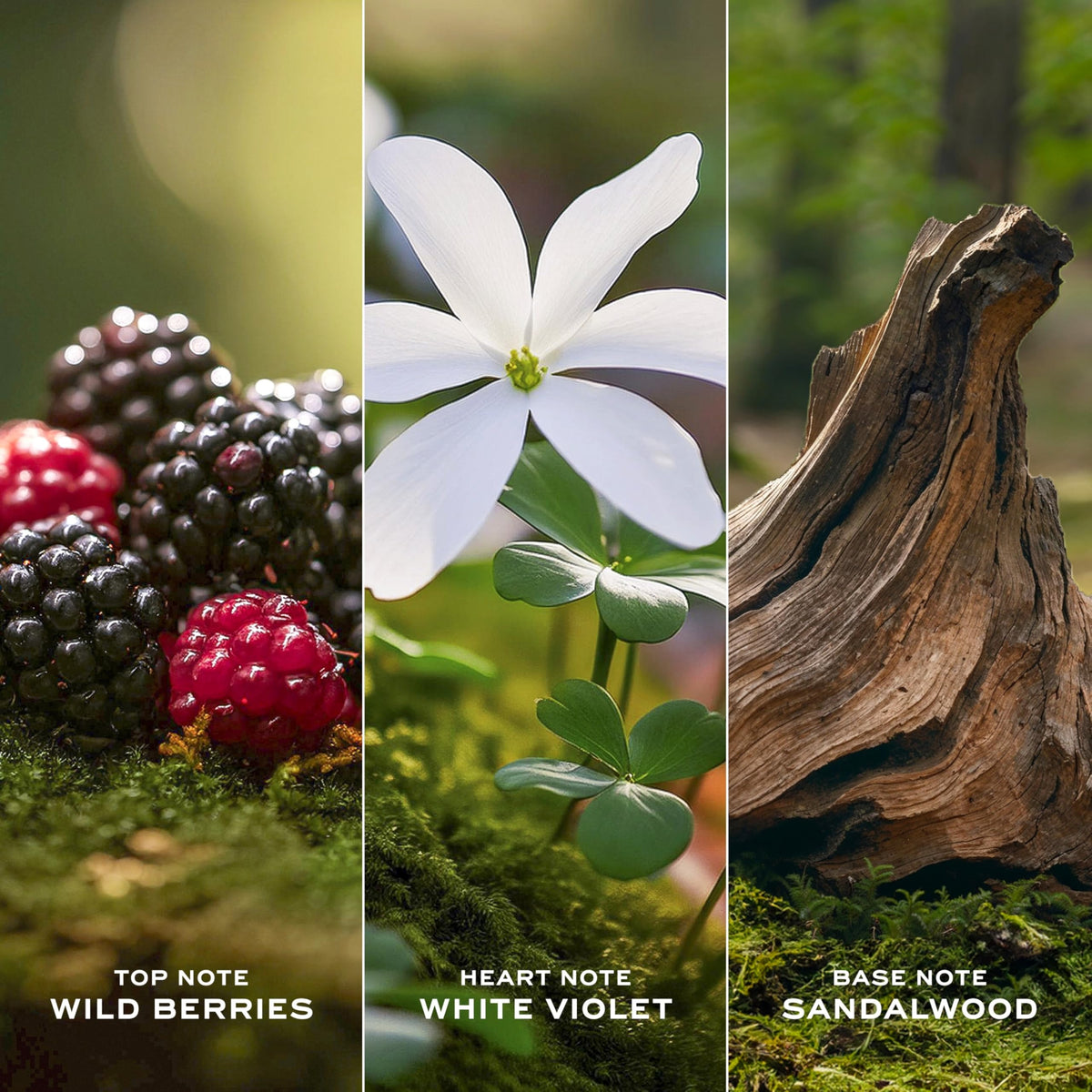 Marc Jacobs Daisy Eau de Toilette – Radiant Floral Women's Perfume – With Notes of Wild Berries-Marc Jacobs Daisy Eau de Toilette – Radiant Floral Women's Perfume – With Notes of Wild Berries