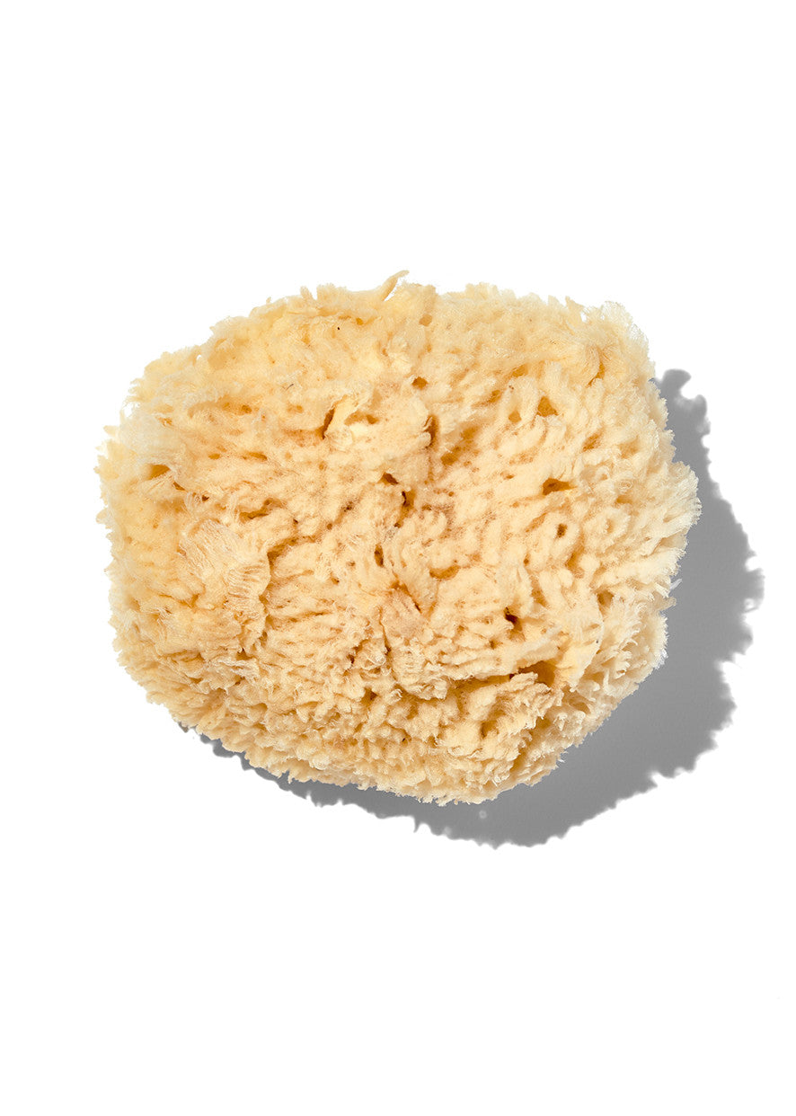 Natural "Wool" 5-6" Sea Sponge-Natural "Wool" 5-6" Sea Sponge